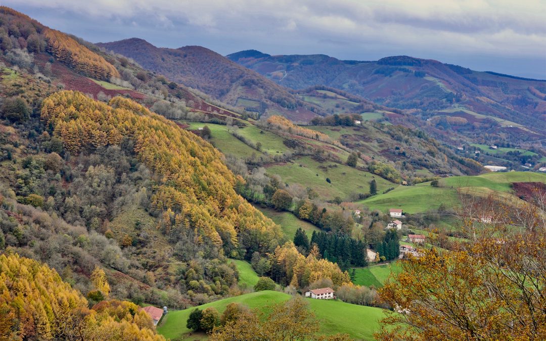 Seuls 40% des forêts du monde conservent leur intégrité écologique