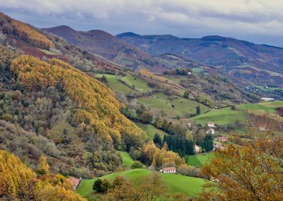 Seuls 40% des forêts du monde conservent leur intégrité écologique