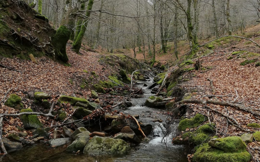 Gestion des ressources en eau : la végétation des sources conditionne le niveau de remplissage des aquifères.