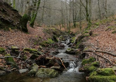 Ur-baliabideen kudeaketa: iturburuetako landarediak baldintzatzen du akuiferoen birkargatze-maila