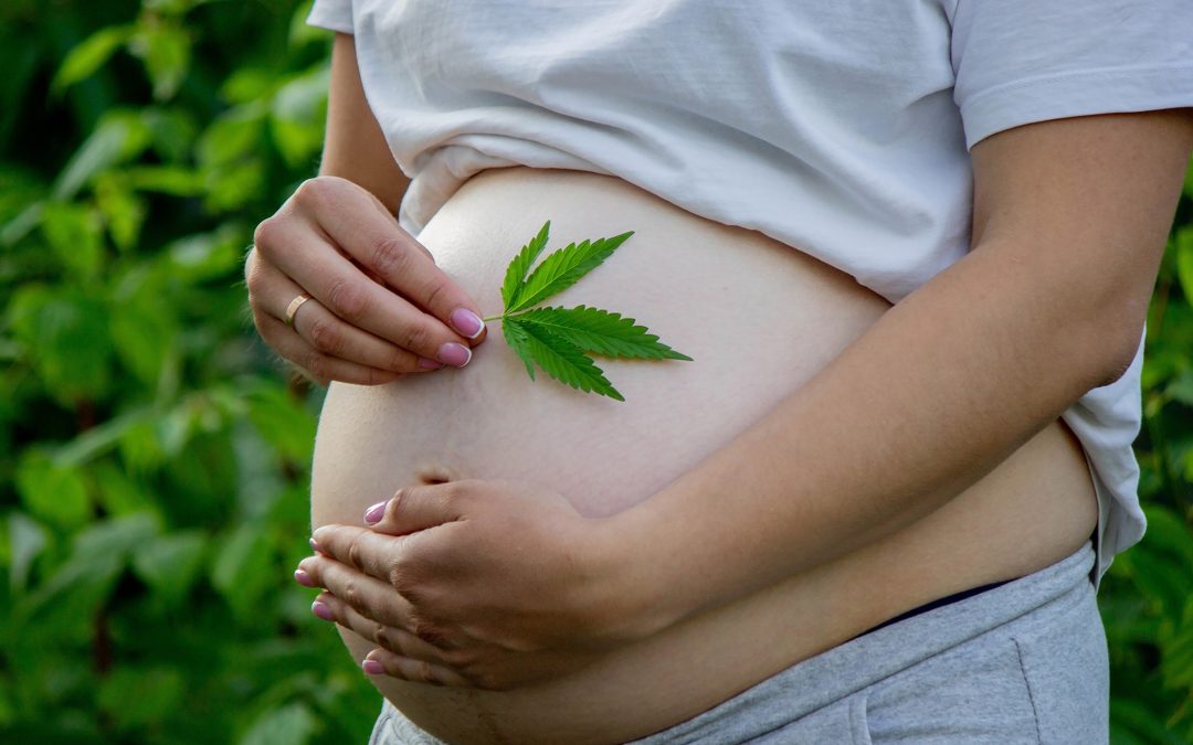 Les cannabinoïdes peuvent améliorer l’efficacité de la reproduction in vitro